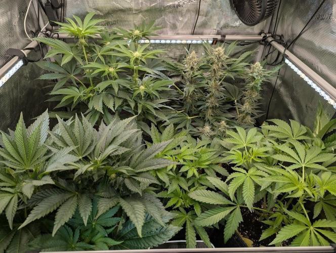 Wizard Fuel - Wizard Trees. Week 8