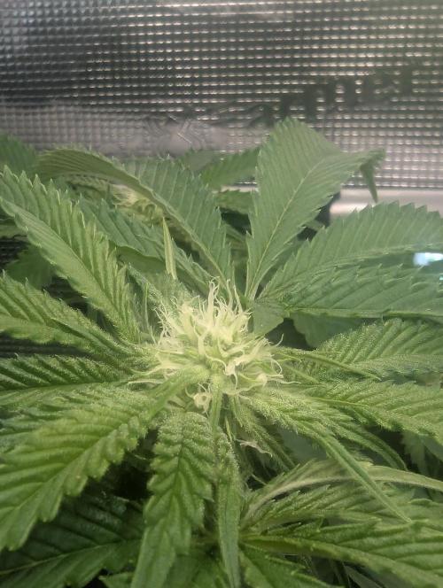 Wizard Fuel - Wizard Trees. Week 8