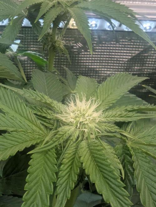 Wizard Fuel - Wizard Trees. Week 8