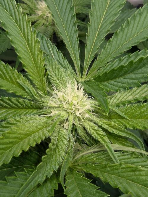 Wizard Fuel - Wizard Trees. Week 8