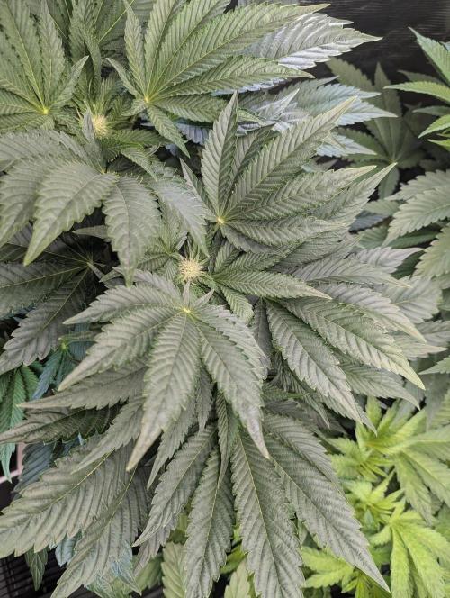 British Delight - Wizard Trees. Week 8