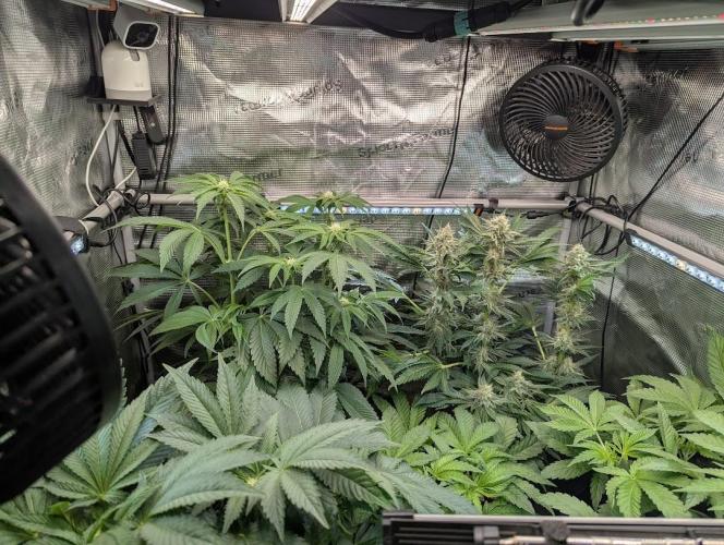 British Delight - Wizard Trees. Week 8
