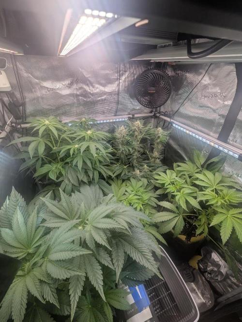 British Delight - Wizard Trees. Week 8