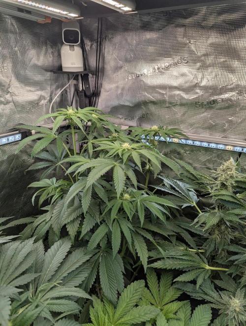 British Delight - Wizard Trees. Week 8