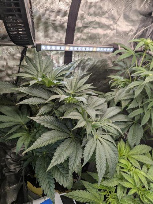 British Delight - Wizard Trees. Week 8