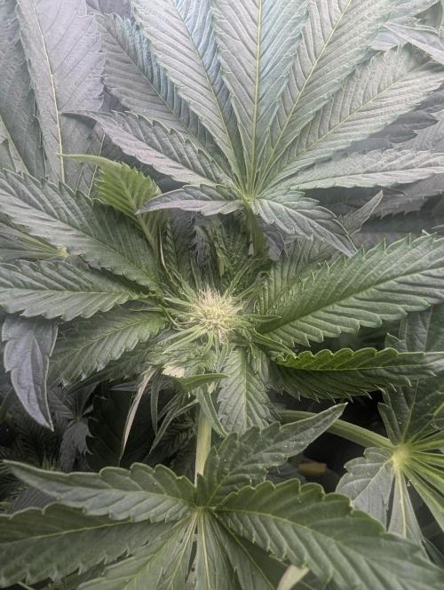 British Delight - Wizard Trees. Week 8