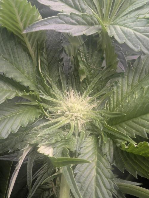 British Delight - Wizard Trees. Week 8