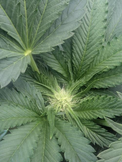 British Delight - Wizard Trees. Week 8