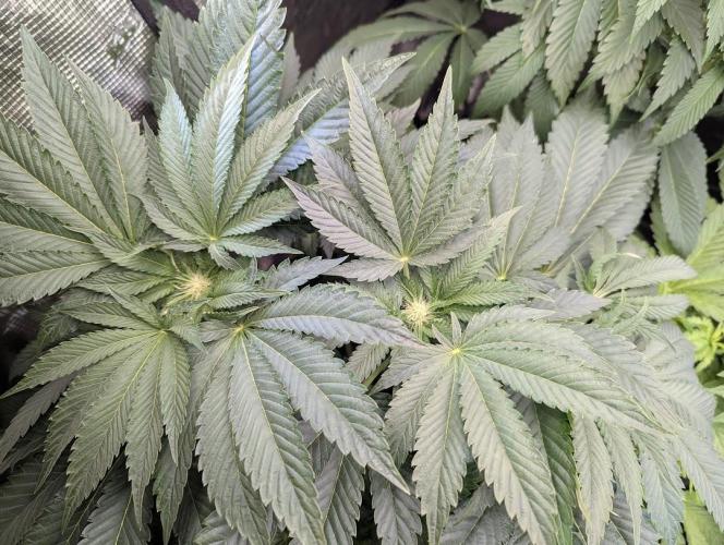 British Delight - Wizard Trees. Week 8