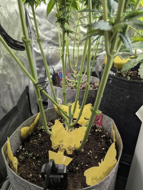 British Delight - Wizard Trees. Week 8