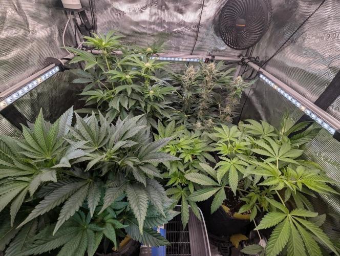 British Delight - Wizard Trees. Week 8
