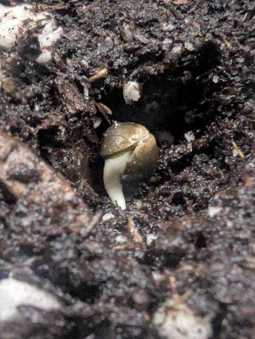Glue 31 - Compound Genetics. Week 0