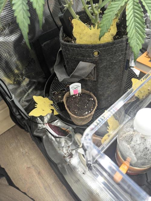 Glue 31 - Compound Genetics. Week 0