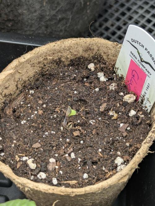 Glue 31 - Compound Genetics. Week 0