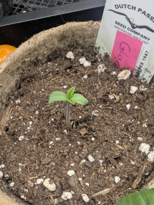 Glue 31 - Compound Genetics. Week 0