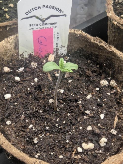 Glue 31 - Compound Genetics. Week 0