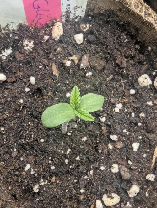 Glue 31 - Compound Genetics. Week 0