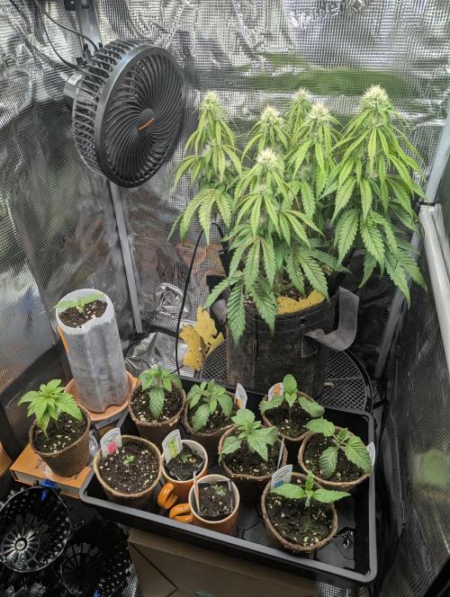 Glue 31 - Compound Genetics. Week 0