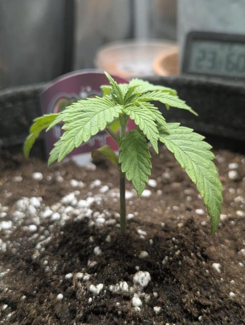 Holy Snow - Greenhouse Seed Co.. Week 2