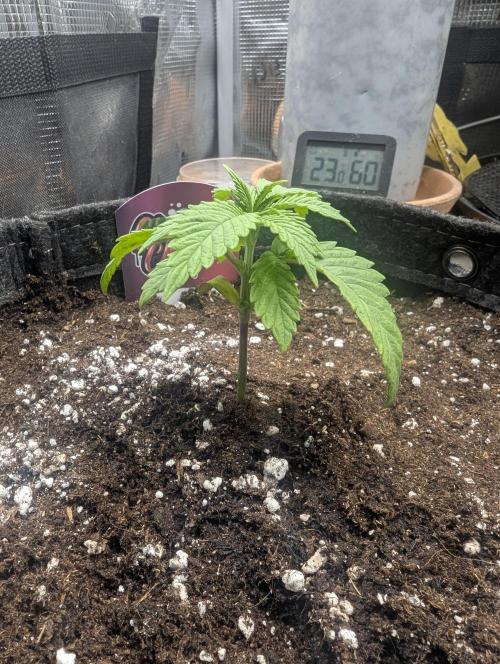 Holy Snow - Greenhouse Seed Co.. Week 2