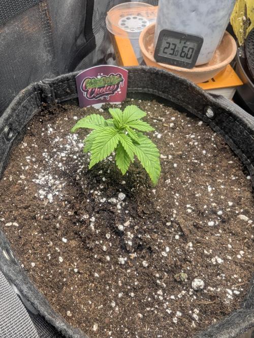 Holy Snow - Greenhouse Seed Co.. Week 2