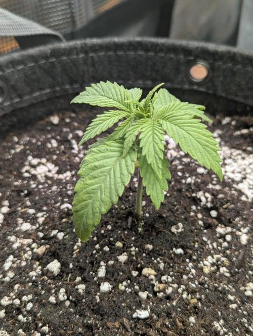 Holy Snow - Greenhouse Seed Co.. Week 2
