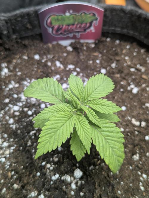Holy Snow - Greenhouse Seed Co.. Week 2
