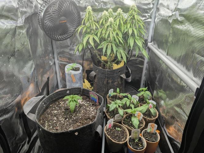 Holy Snow - Greenhouse Seed Co.. Week 2