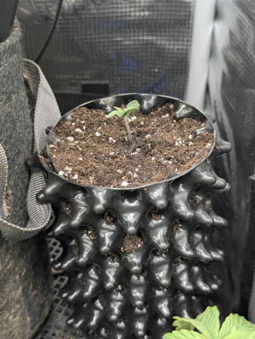 Micro Grow Q126. Week 0