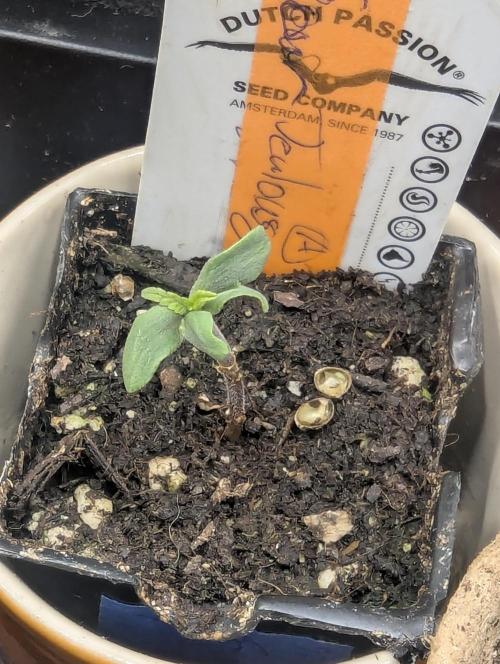 Micro Grow Q126. Week 0