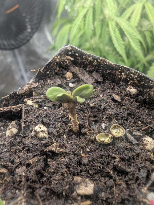Micro Grow Q126. Week 0