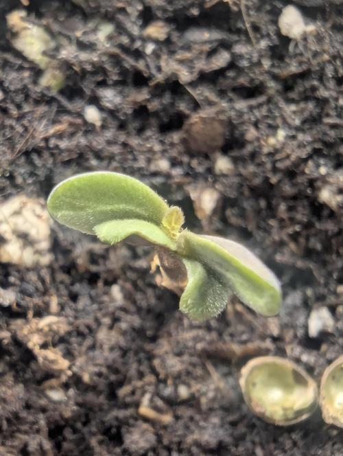 Micro Grow Q126. Week 0