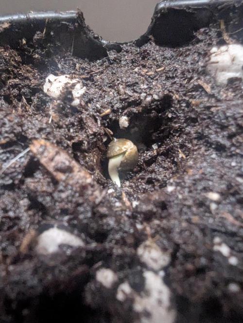 Micro Grow Q126. Week 0