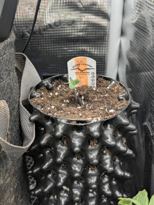 Micro Grow Q126. Week 0