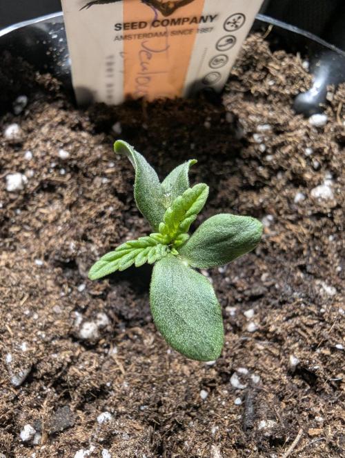 Micro Grow Q126. Week 0