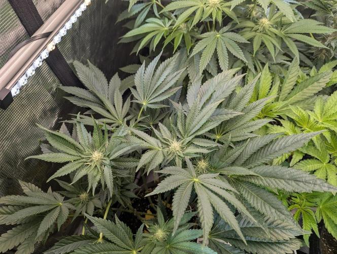British Delight - Wizard Trees. Week 8