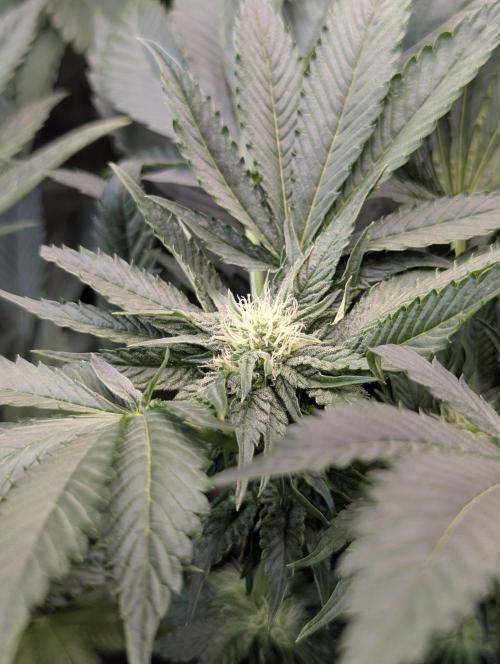 British Delight - Wizard Trees. Week 8