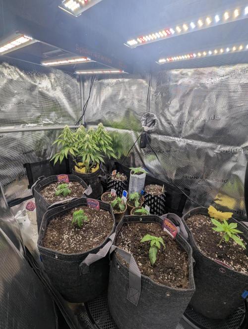 Gary Patron - Nine Weeks Harvest. Week 2