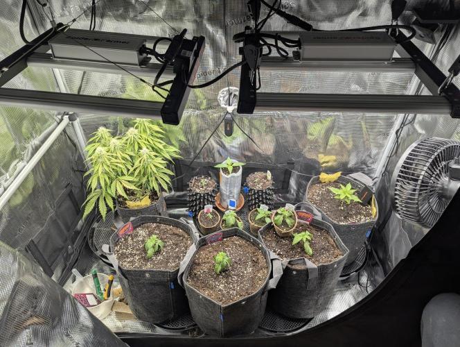 Grand Prixx - Wizard Trees. Week 2