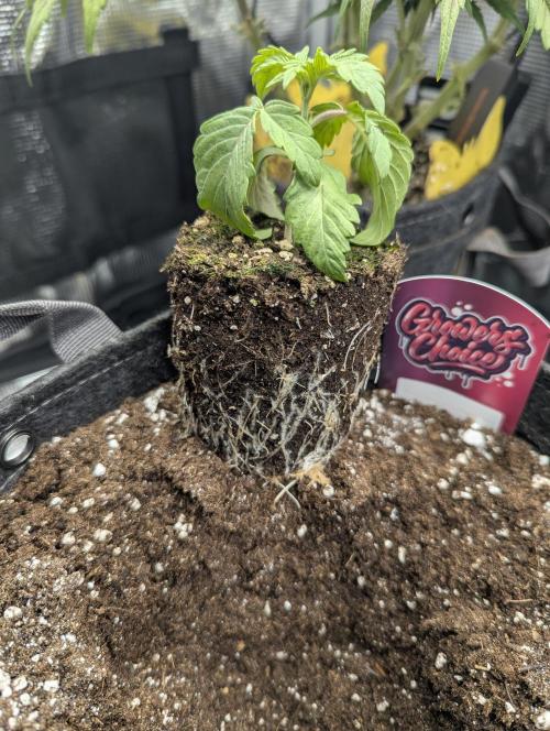 Grand Prixx - Wizard Trees. Week 2