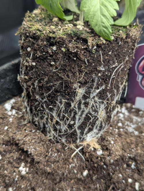 Grand Prixx - Wizard Trees. Week 2