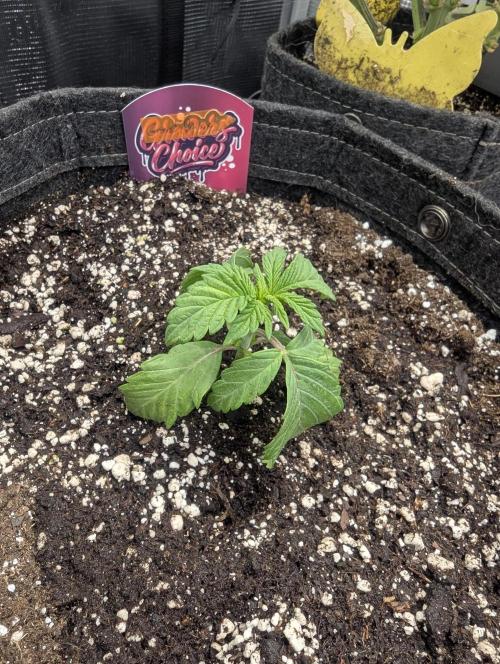 Grand Prixx - Wizard Trees. Week 2