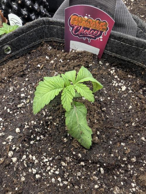Gary Patron - Nine Weeks Harvest. Week 2
