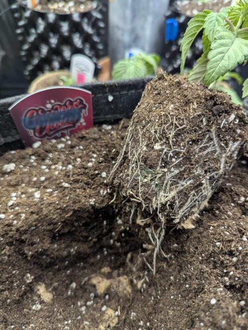 ZkyscraperZ - N.Y.Ceeds. Week 2