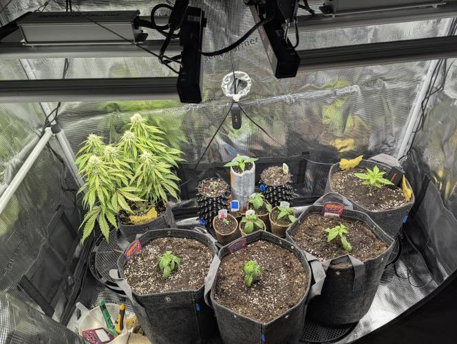 ZkyscraperZ - N.Y.Ceeds. Week 2