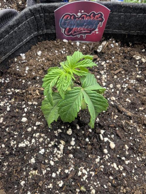 ZkyscraperZ - N.Y.Ceeds. Week 2