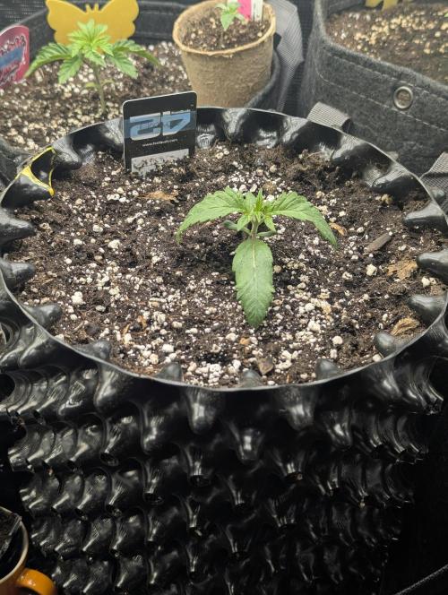 Monaco - Nine Weeks Harvest. Week 2