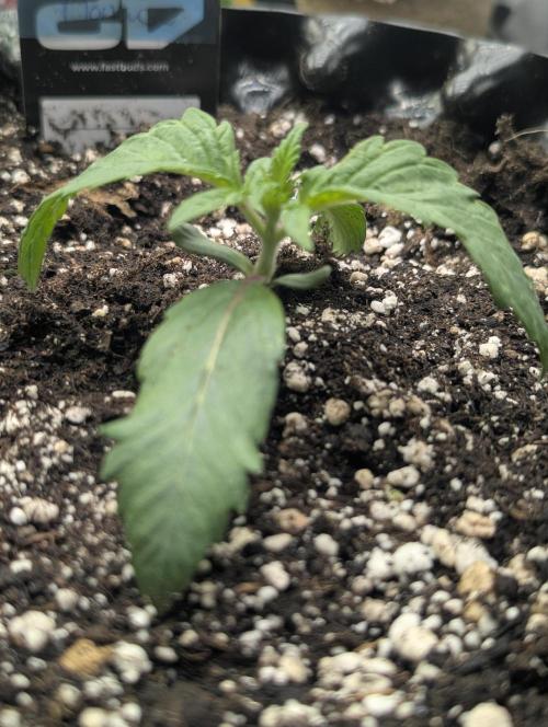 Monaco - Nine Weeks Harvest. Week 2