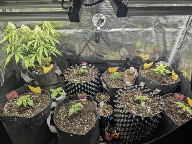 Monaco - Nine Weeks Harvest. Week 2