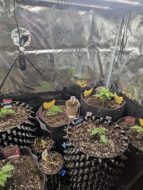 Monaco - Nine Weeks Harvest. Week 2